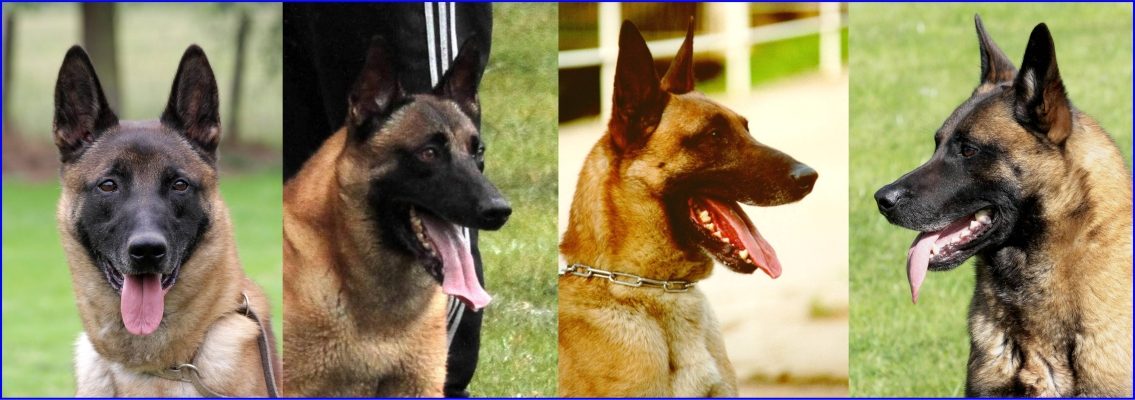 Malinois  "von Löwenfels"